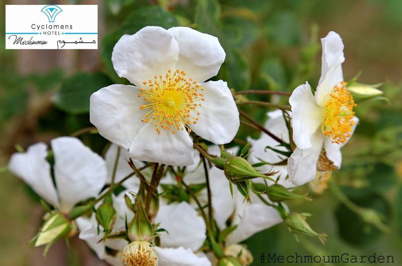 Cyclamens Mechmoum Hotel And Spa Хаммамет Экстерьер фото