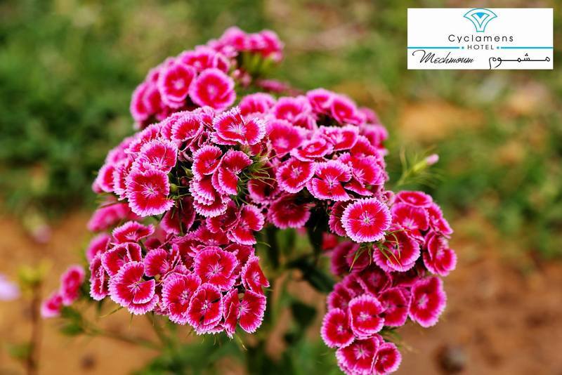 Cyclamens Mechmoum Hotel And Spa Хаммамет Экстерьер фото